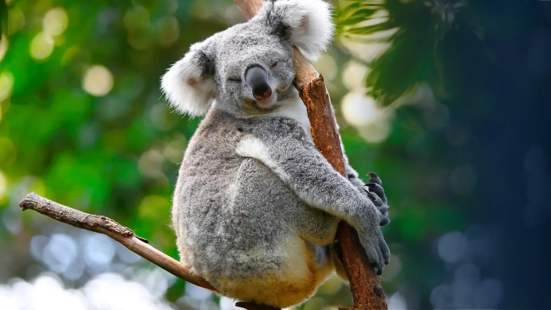 koala in a tree in australia
