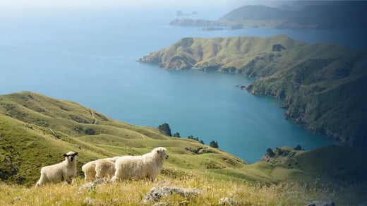 Gift Cards For New Zealand: Simple Options For Kiwi Incentive Programs