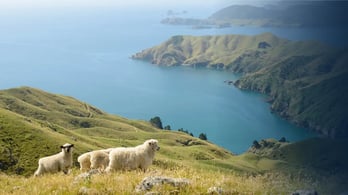 new zealand coastline with sheep
